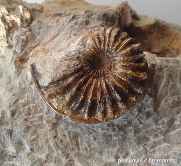 аммониты, головоногие моллюски, Крым, Балаклава, Dipoloceras, Dipoloceroides delaruei