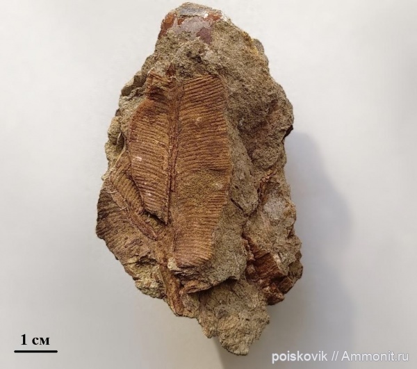 растения, окаменевшее дерево, альб, Крым, Балаклава