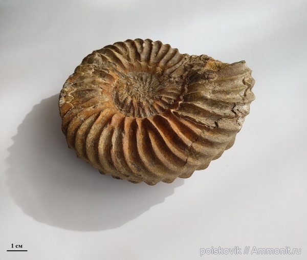 аммониты, головоногие моллюски, Крым, Hoplites, Балаклава