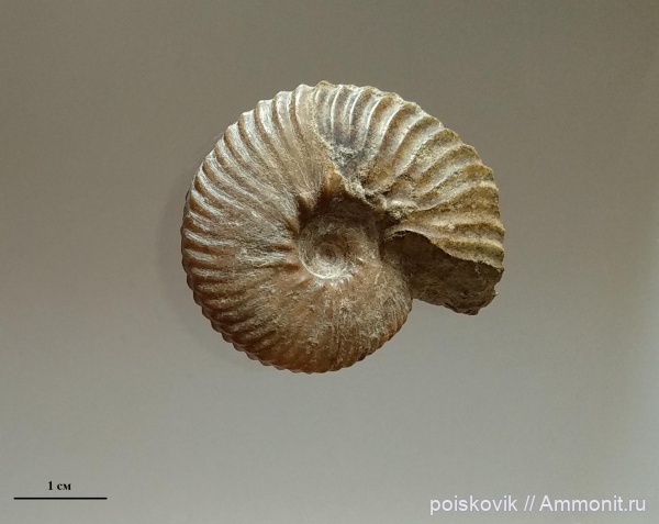 аммониты, головоногие моллюски, Крым, Балаклава, Anahoplites