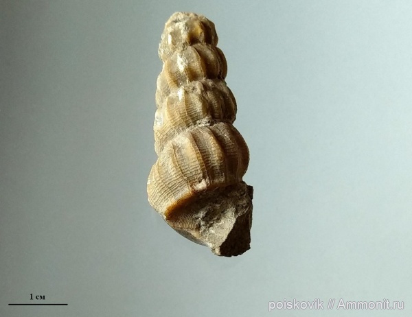 гастроподы, брюхоногие моллюски, Крым, Балаклава, Confusiscala