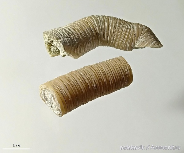 серпулы, Крым