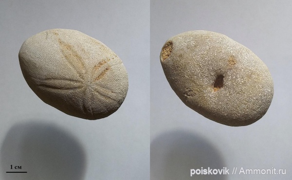 морские ежи, иглокожие, эоцен, Крым, Echinolampas