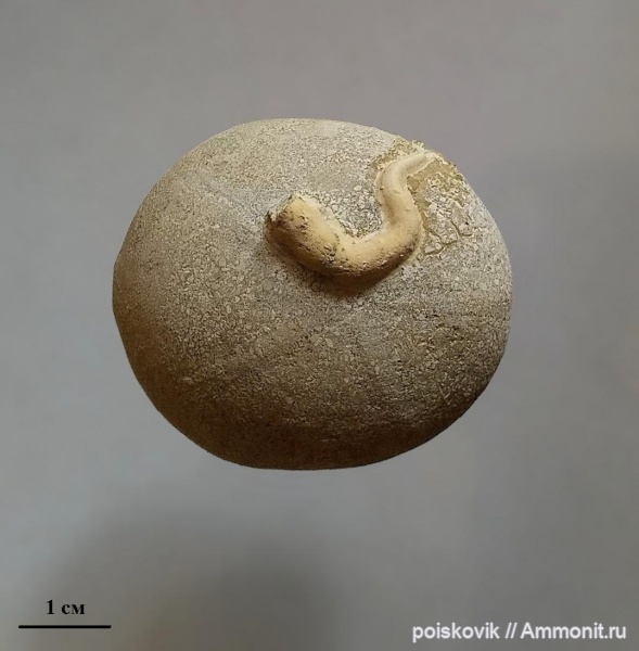 морские ежи, иглокожие, серпулы, эоцен, Крым, Epizoans