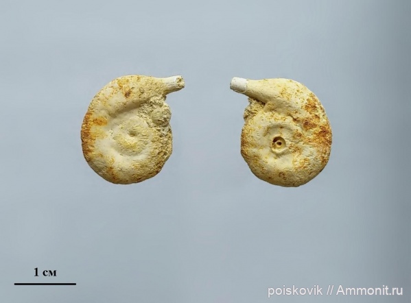 серпулы, эоцен, Крым, Rotularia, Rotularia spirulaea