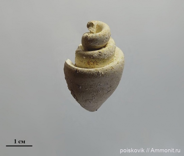 палеоген, брюхоногие моллюски, Крым, Strombus