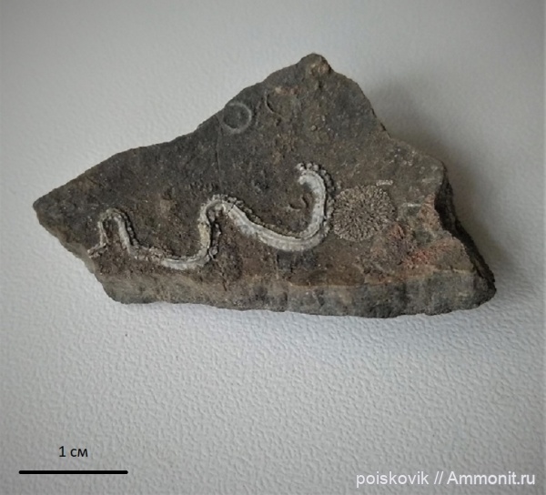 мшанки, оксфорд, серпулы, Крым