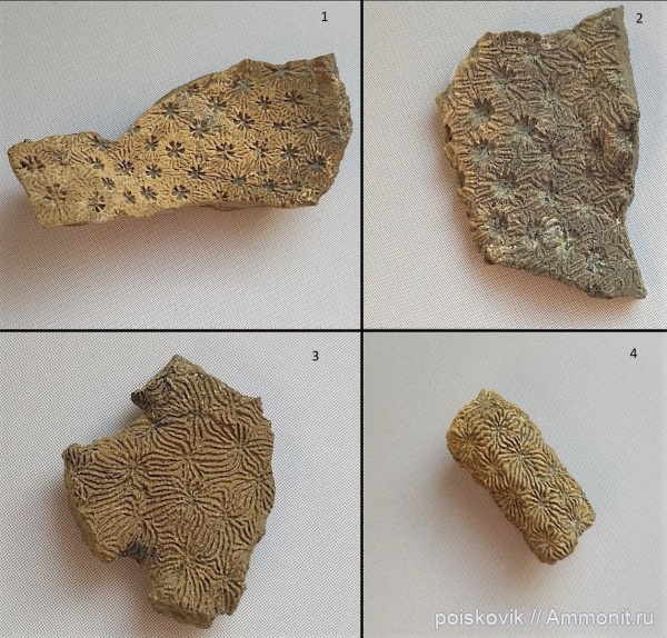 кораллы, оксфорд, Крым, Thamnasteria, Cyathophora