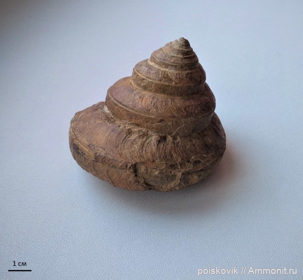 гастроподы, Bathrotomaria, брюхоногие моллюски, Крым, готерив