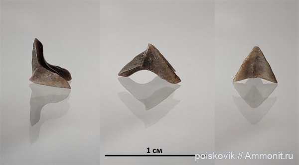 оксфорд, Крым, ринхолиты, Балаклава