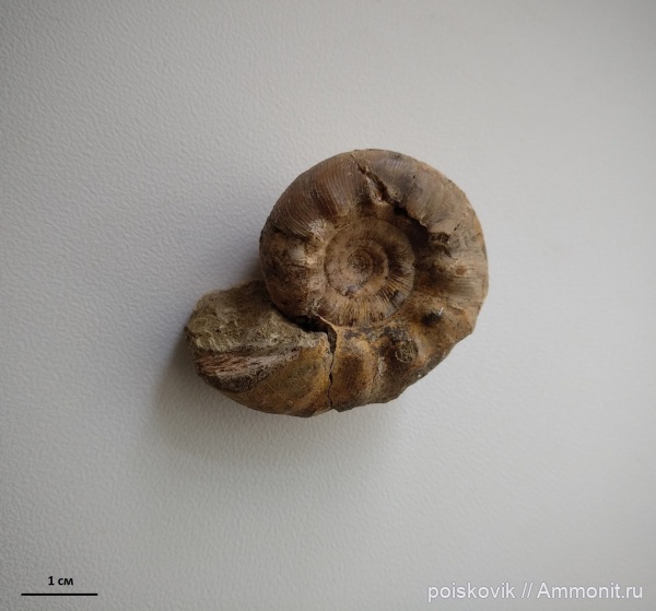 аммониты, головоногие моллюски, альб, Крым, Балаклава, Kossmatella