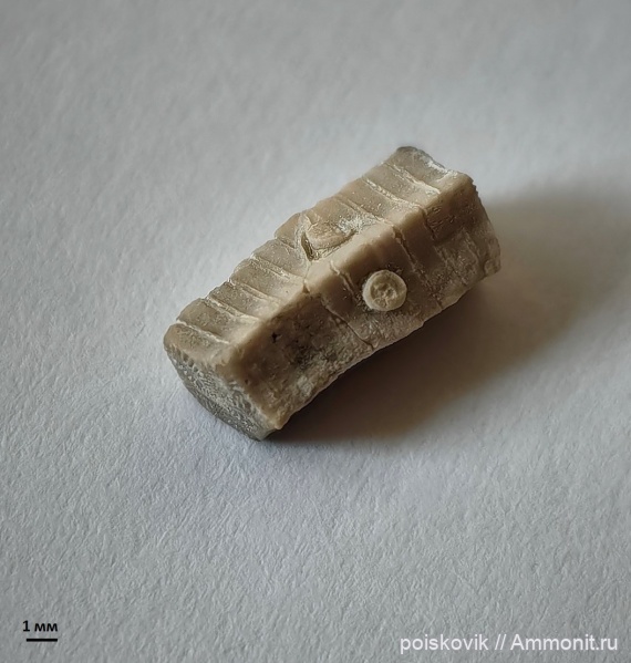 морские лилии, Крым, Балаклава