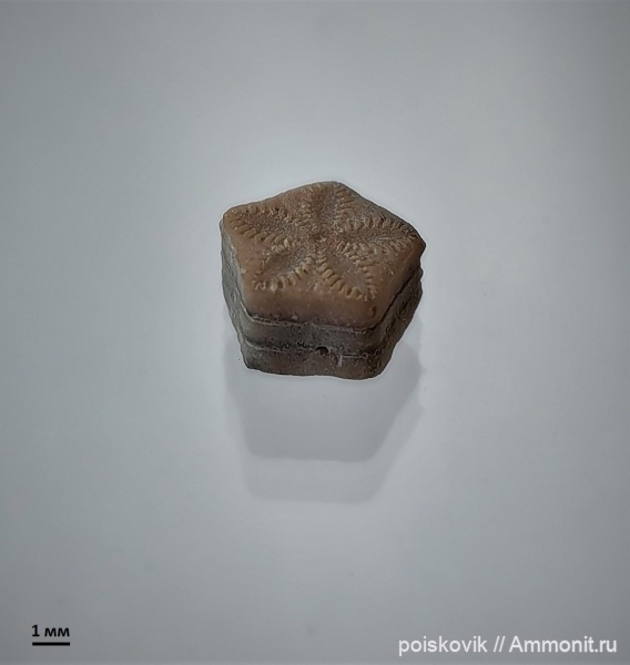 морские лилии, Крым, Балаклава, Isocrinus? neocomiensis