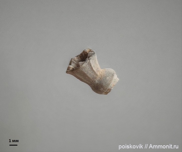 морские лилии, Крым, Балаклава, Proholopus, Proholopus holopiformis (Remes)