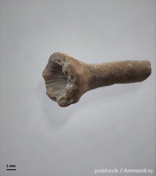 морские лилии, иглокожие, Крым, валанжин, Cyrtocrinus