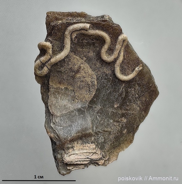 серпулы, Крым, Glomerula gordialis