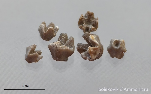 морские лилии, иглокожие, Крым, валанжин, Балаклава, Phyllocrinus malbosianus