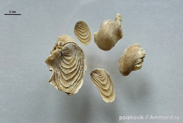палеоген, двустворчатые моллюски, Крым