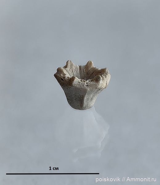 морские лилии, Крым, Балаклава, Proholopus holopiformis