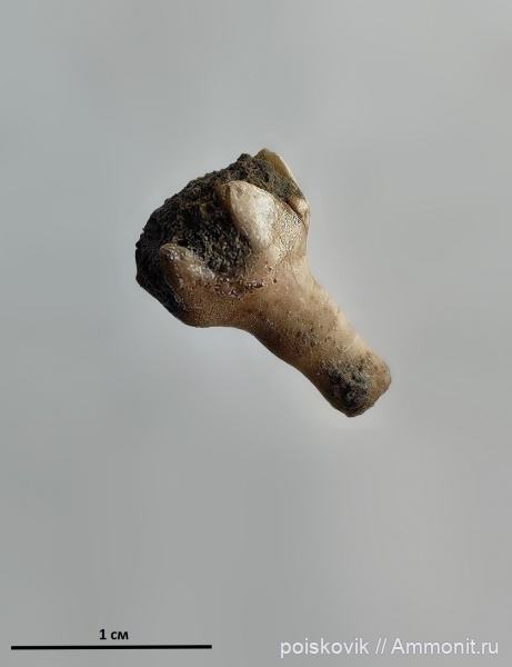 морские лилии, оксфорд, Крым, Балаклава, Cyrtocrinida