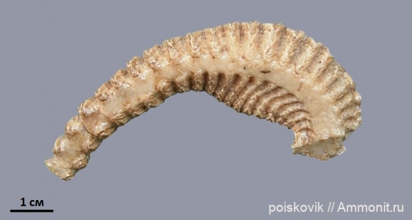 двустворки, двустворчатые моллюски, Крым, Alectrionia