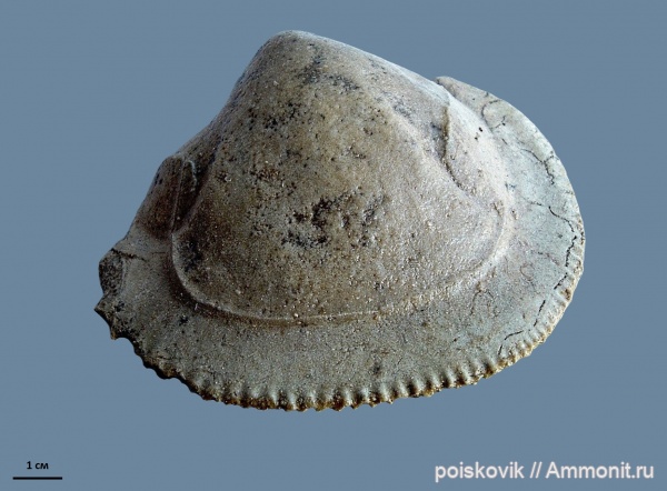 палеоген, двустворки, двустворчатые моллюски, Крым, Балаклава, Corbis inkermanensis