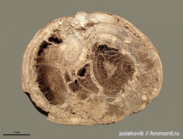 окаменевшее дерево, Флора, альб, Крым, Балаклава, Albian, эрратические валуны