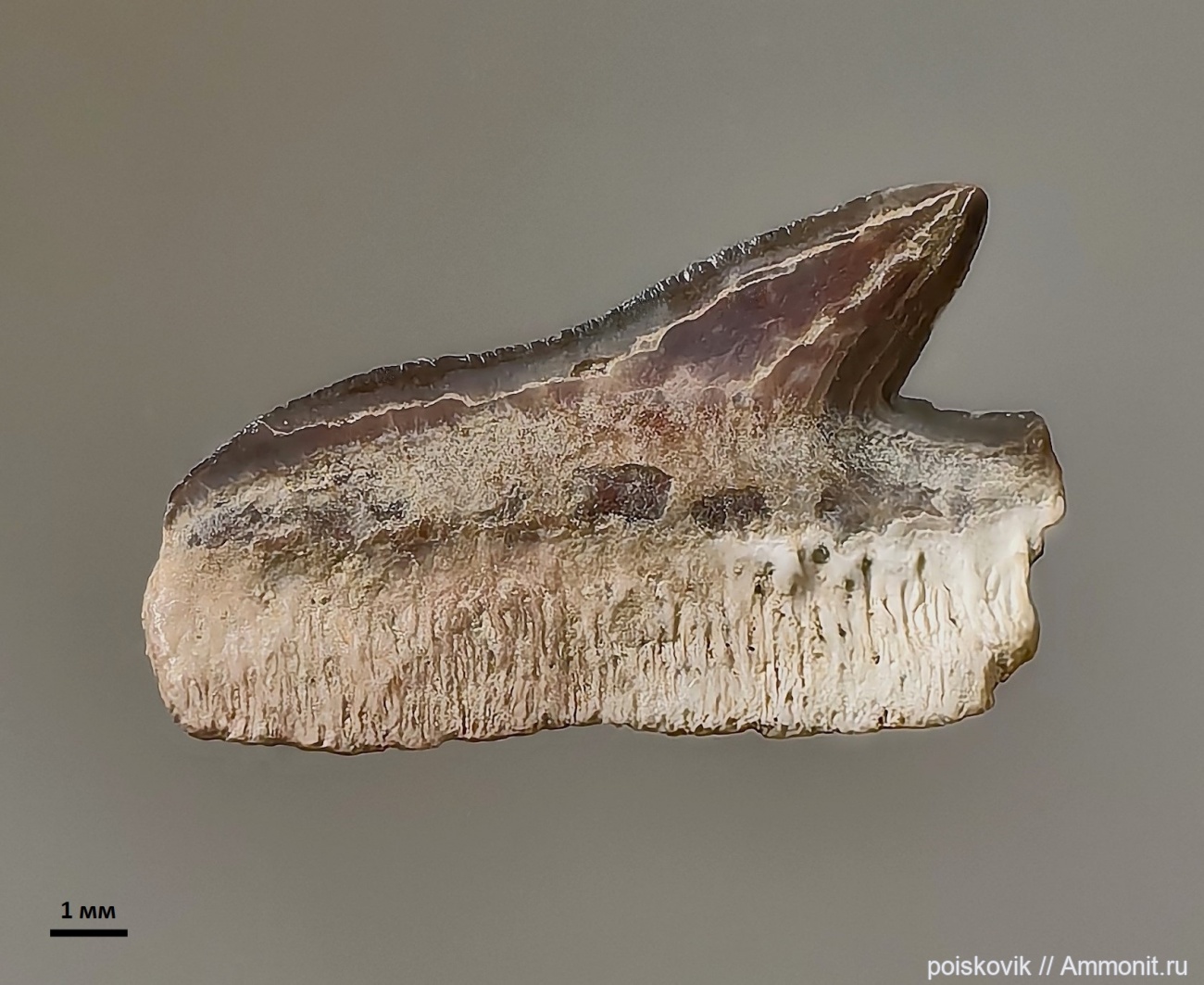 Зуб акулы - Зубы и кости рыб и рептилий Крыма