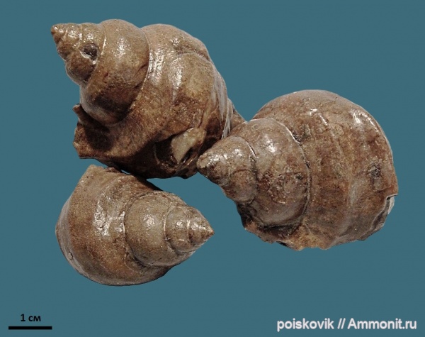 гастроподы, брюхоногие моллюски, берриас, Крым, Harpagodes jaccardi, Berriasian
