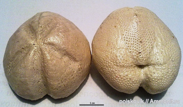 морские ежи, иглокожие, Крым, Балаклава, Linthia