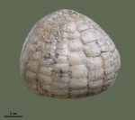Echinocorys Echinocorys