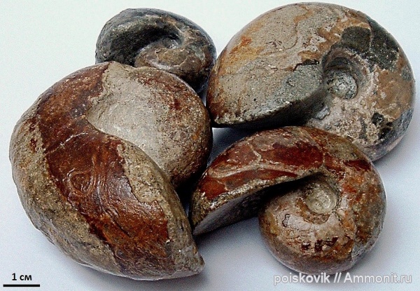аммониты, головоногие моллюски, альб, Крым, Desmoceras, Ammonites, Балаклава, Albian, эрратические валуны, верхний альб