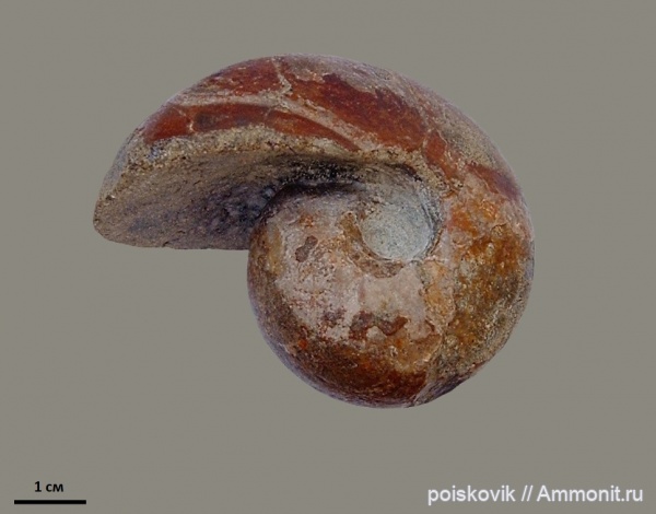 аммониты, головоногие моллюски, альб, Крым, Desmoceras, Ammonites, Балаклава, Albian, эрратические валуны, верхний альб