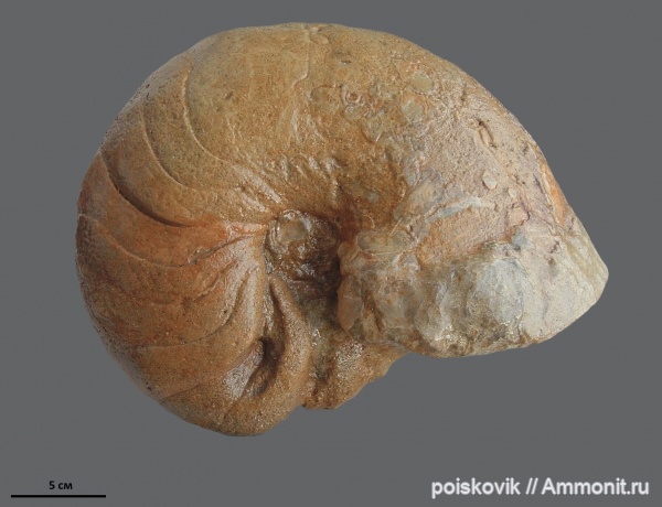 наутилусы, головоногие моллюски, Крым