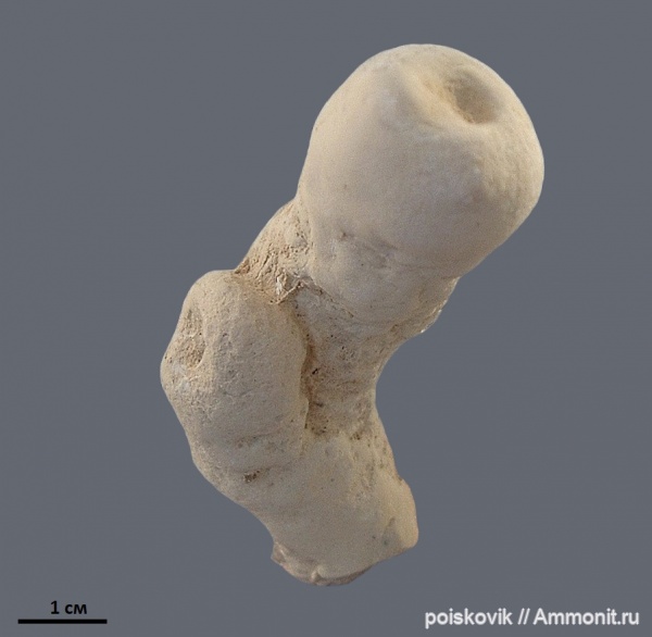 губки, Крым