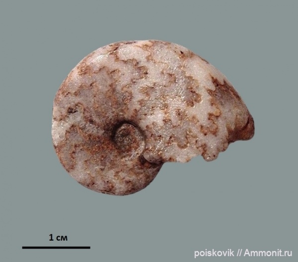 аммониты, головоногие моллюски, Крым, баррем, нижний баррем, Ammonites, лопастные линии