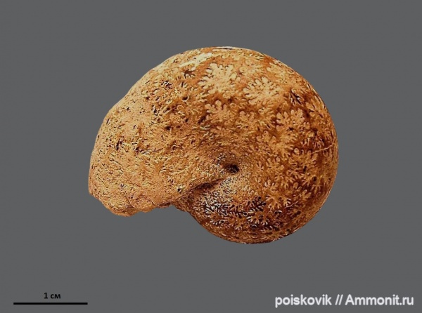 аммониты, головоногие моллюски, Крым, апт, Ammonites, лопастные линии, Phylloceratidae, Aptian