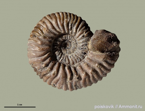 аммониты, головоногие моллюски, берриас, Крым, Ammonites, Belbekiceras