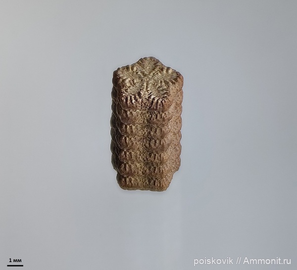 морские лилии, иглокожие, Крым, Isocrinus