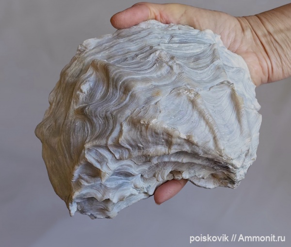 Крым, устрицы Крым, устрицы