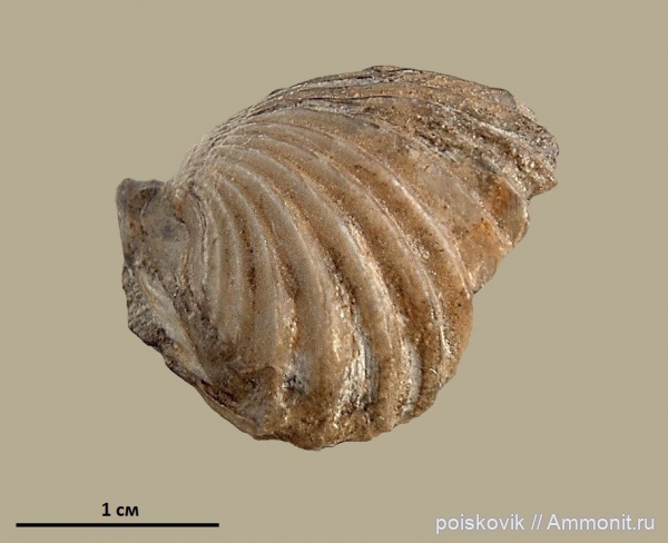 брахиоподы, берриас, Крым, Belbekella airgulensis, Belbekella, Berriasian
