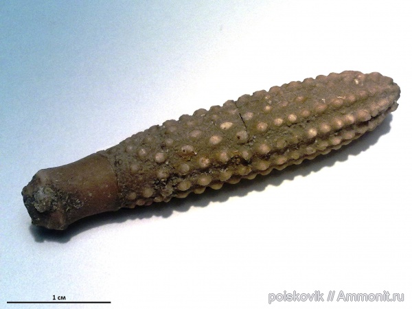 морские ежи, иглокожие, юра, Крым, Балаклава, иглы морских ежей, Jurassic