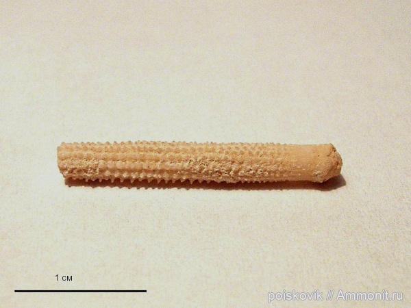 морские ежи, иглокожие, Крым, иглы морских ежей