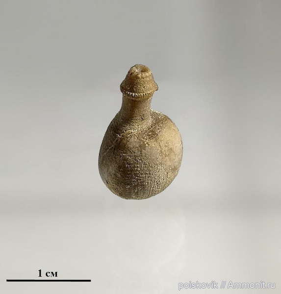 морские ежи, иглокожие, Крым, Балаклава