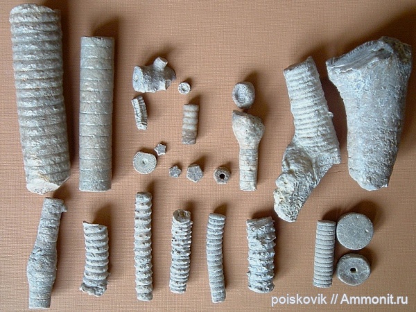 морские лилии, иглокожие, криноидеи, берриас, Крым, Балаклава, Isocrinus, Apiocrinus, Berriasian