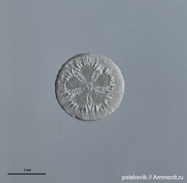 морские лилии, иглокожие, Крым, Балаклава, сантон, Austinocrinus, Austinocrinus rothpletzi