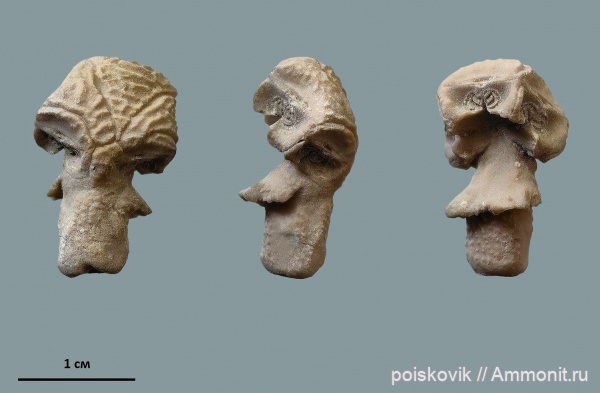 морские лилии, иглокожие, Крым, валанжин, Балаклава, Cyrtocrinida, Hemicrinus, циртокриниды, Hemicrinus latus