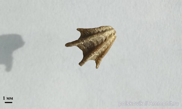 брахиоподы, берриас, Крым, Балаклава, Cheirothyris