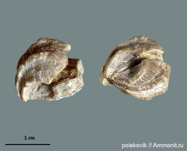 брахиоподы, берриас, Крым, Балаклава