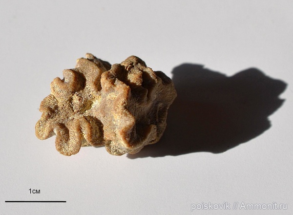 кораллы, Крым, Балаклава, Scleractinia, Meandraraea